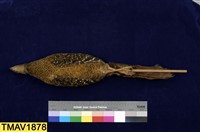 藍腹鷴藏品圖，第7張